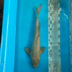  цветной карп изменение 42cm передний и задний (до и после) один пункт предмет [K-061] цвет обыкновенный карп koi цвет обыкновенный карп организм 