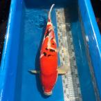  цветной карп Taisho три цвет 54cm передний и задний (до и после) один пункт предмет Hiroshima префектура производство [K-173] цвет обыкновенный карп koi цвет обыкновенный карп организм 