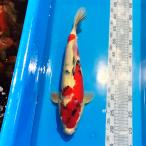  цветной карп Showa три цвет 42cm передний и задний (до и после) один пункт предмет [K-067] цвет обыкновенный карп koi цвет обыкновенный карп организм 