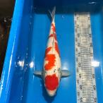  цветной карп Taisho три цвет 45cm передний и задний (до и после) один пункт предмет [K-068] цвет обыкновенный карп koi цвет обыкновенный карп организм 