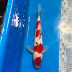  цветной карп Taisho три цвет 37cm передний и задний (до и после) один пункт предмет [K-072] цвет обыкновенный карп koi цвет обыкновенный карп организм 