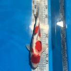  цветной карп Taisho три цвет 29cm передний и задний (до и после) один пункт предмет [K-079] цвет обыкновенный карп koi цвет обыкновенный карп организм 