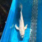  цветной карп hi Rena gani type goi платина 47cm передний и задний (до и после) один пункт предмет [K-085] цвет обыкновенный карп koi цвет обыкновенный карп организм 