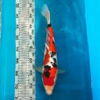  цветной карп Taisho три цвет 36cm передний и задний (до и после) один пункт предмет [K-091] цвет обыкновенный карп koi цвет обыкновенный карп организм 