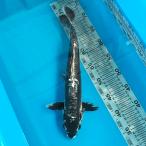  цветной карп Германия изменение 36cm передний и задний (до и после) один пункт предмет [K-093] цвет обыкновенный карп koi цвет обыкновенный карп организм 