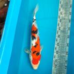  цветной карп Taisho три цвет 38cm передний и задний (до и после) один пункт предмет [K-095] цвет обыкновенный карп koi цвет обыкновенный карп организм 