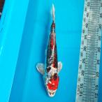  цветной карп Германия ..37cm передний и задний (до и после) один пункт предмет [K-096] цвет обыкновенный карп koi цвет обыкновенный карп организм 