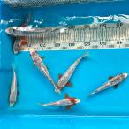  обыкновенный карп koi цветной карп ni type goi. желтый (L) 1 шт примерно 16~21cm передний и задний (до и после) цвет обыкновенный карп организм 