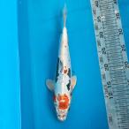  цветной карп Германия изменение 33cm передний и задний (до и после) один пункт предмет [K-101] цвет обыкновенный карп koi цвет обыкновенный карп организм 