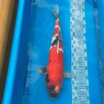  цветной карп Showa три цвет 52cm передний и задний (до и после) один пункт предмет Hiroshima префектура производство [K-156] цвет обыкновенный карп koi цвет обыкновенный карп организм 