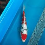  цветной карп Taisho три цвет 36cm передний и задний (до и после) один пункт предмет [K-109] цвет обыкновенный карп koi цвет обыкновенный карп организм 