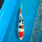  цветной карп Taisho три цвет 37cm передний и задний (до и после) один пункт предмет [K-111] цвет обыкновенный карп koi цвет обыкновенный карп организм 