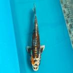  цветной карп Германия изменение 28cm передний и задний (до и после) один пункт предмет [K-114] цвет обыкновенный карп koi цвет обыкновенный карп организм 