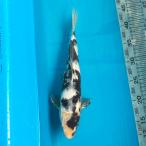  цветной карп белый ..35cm передний и задний (до и после) один пункт предмет [K-115] цвет обыкновенный карп koi цвет обыкновенный карп организм 