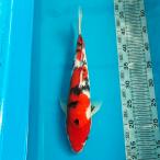  цветной карп Taisho три цвет 36cm передний и задний (до и после) один пункт предмет [K-123] цвет обыкновенный карп koi цвет обыкновенный карп организм 