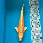  цветной карп гора дуть желтый золотой 31cm передний и задний (до и после) один пункт предмет [K-131] цвет обыкновенный карп koi цвет обыкновенный карп организм 