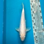  цветной карп Германия платина 31cm передний и задний (до и после) один пункт предмет [K-132] цвет обыкновенный карп koi цвет обыкновенный карп организм 