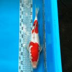  цветной карп Taisho три цвет 37cm передний и задний (до и после) один пункт предмет [K-133] цвет обыкновенный карп koi цвет обыкновенный карп организм 