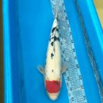 цветной карп .. три цвет 52cm передний и задний (до и после) один пункт предмет Hiroshima префектура производство [K-154] цвет обыкновенный карп koi цвет обыкновенный карп организм 