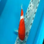  цветной карп . белый 33cm передний и задний (до и после) один пункт предмет [K-143] цвет обыкновенный карп koi цвет обыкновенный карп организм 