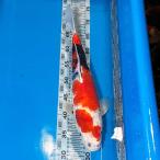  цветной карп Showa три цвет один пункт предмет 41cm передний и задний (до и после) [1-510] цвет обыкновенный карп koi цвет обыкновенный карп организм emuwai