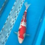  цветной карп Taisho три цвет один пункт предмет 38cm передний и задний (до и после) [1-086] цвет обыкновенный карп цвет обыкновенный карп организм emuwai