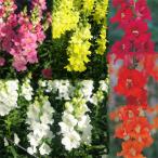 草花の苗キンギョソウティンカーベル...