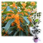 花木庭木の苗苗木ギフトキンモクセイ...