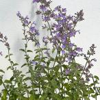 . цветок. рассада кошка мята (nepeta) Schic s Hill zja Ian to3.5 номер pot 