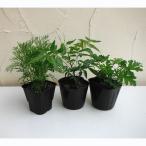 ハーブの苗/人気の虫よけハーブ3品種セット:ニーム・蚊連草・カよらず