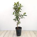 観葉植物フランスゴムの木5号鉢植え