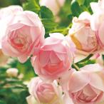 �o���̕c �l�G�璆�փo�� ���u�[����c3.5�������O�|�b�g