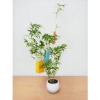  Hanaki садовое дерево. рассада howe ouchik( феникс бамбук )3 номер белый pot ( tanzaku есть ) 2 pot комплект 