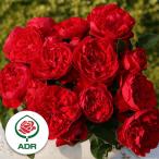 バラの苗つるバラフロレンティーナ大苗