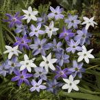 球根/アイフェイオン：混合10球入り