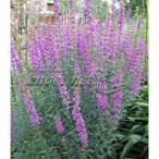  луговые и горные травы. рассада miso - gi(. Hagi )3 номер pot 