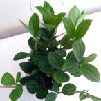 観葉植物ぺぺロミアフォレット3号ポット