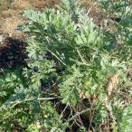  трава. рассада wa-m дерево ( common )3 номер pot 