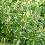 ハーブの苗ミントパイナップルミント...