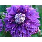 クレマチスの苗 クレマチス ディアマンティナ4号ポット（八重咲）k