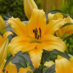 球根ユリオリエンタルリリーバルビル...