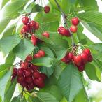 果樹の苗サクランボステラ4〜5号ポット