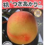 果樹の苗 モモ(桃） つきあかり4〜5号ポット