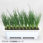  овощи. рассада /.. только синий лук порей 10 полосный упаковка 2 шт. комплект 