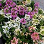 草花の苗アリッサムアルール花色ミッ...