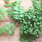 花木庭木の苗山椒ウルトラ朝倉山椒4...
