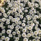 草花の苗アリッサムアルールレモン3...