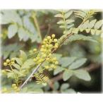  овощи. рассада / плоды зантоксилума ( reference ): виноград плоды зантоксилума 4~5 номер pot *