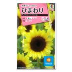ヒマワリ F1サンリッチバナナ50 タネ