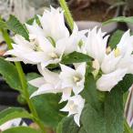 草花の苗カンパニュラグロメラータ白...